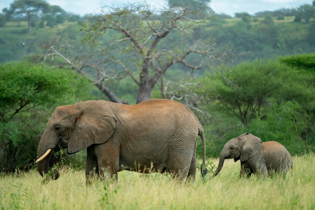 Elephant in Masai Mara